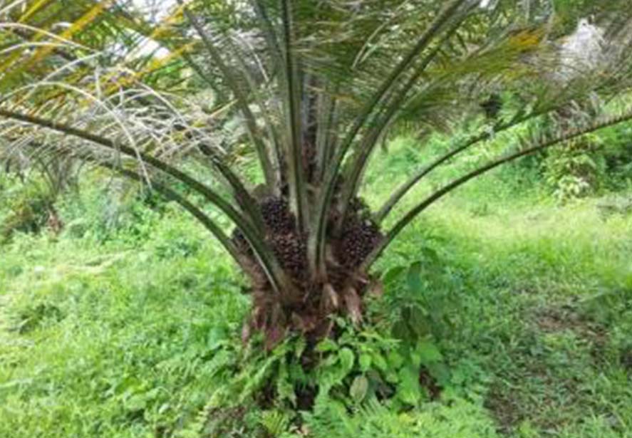 palmaafri1.jpg